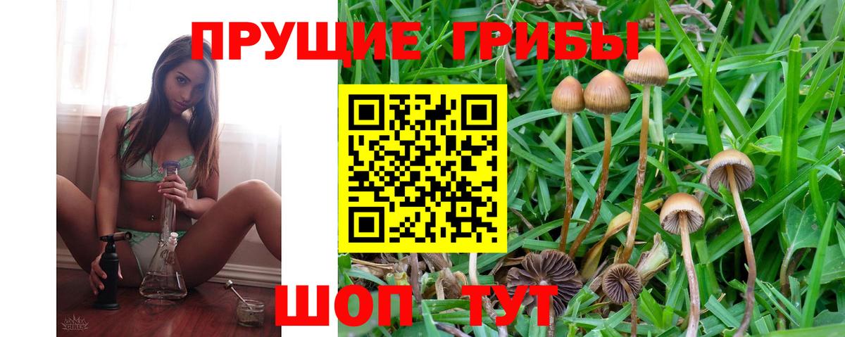 Псилоцибиновые грибы Cubensis Коркино